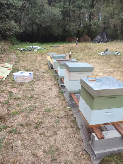 Fila de colmenas al abrigo del bosque