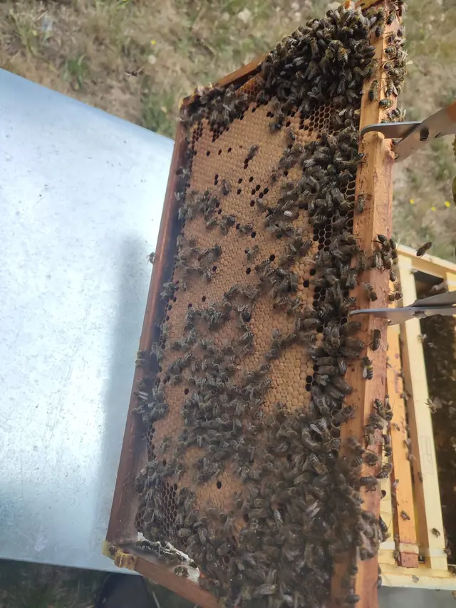 Cuadro de la colmena cubierto de abejas durante una revisión